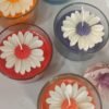 Rainbow Daisy flower